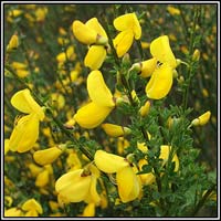 Irish Wildflowers - Broom