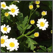 Irish Wildflowers - Feverfew