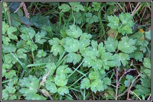 Irish Wildflowers - Creeping Buttercup