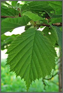 Irish Wildflowers - Hazel