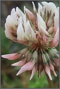 Irish Wildflowers - White Clover