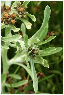 Irish Wildflowers - Marsh Cudweed