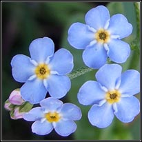 blue,mauve wildflowers