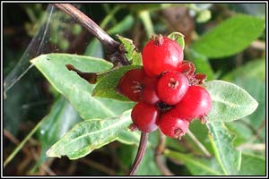 Irish Wildflowers - Honeysuckle