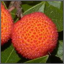 Irish Wildflowers - Strawberry Tree, Arbutus unedo