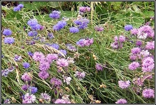 Irish Wildflowers - Cornflower, Centaurea cyanus