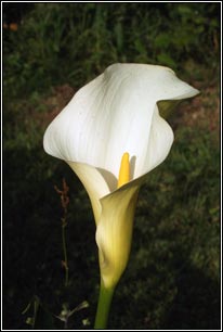 Easter Lily (badge) Wikipedia | atelier-yuwa.ciao.jp