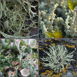Fruticose and Filamentous lichens