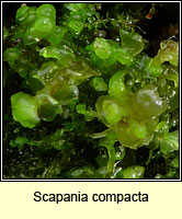 Scapania compacta, Thick-set Earwort