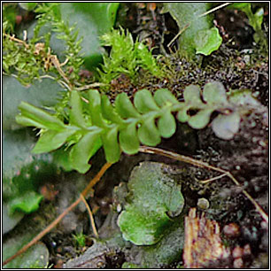 Plagiochila porelloides, Lesser Featherwort