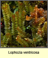 Lophozia ventricosa, Tumid Notchwort