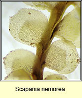 Scapania nemorea, Grove Earwort