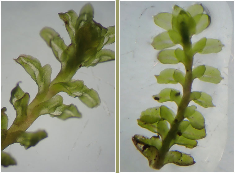 Diplophyllum albicans, White Earwort