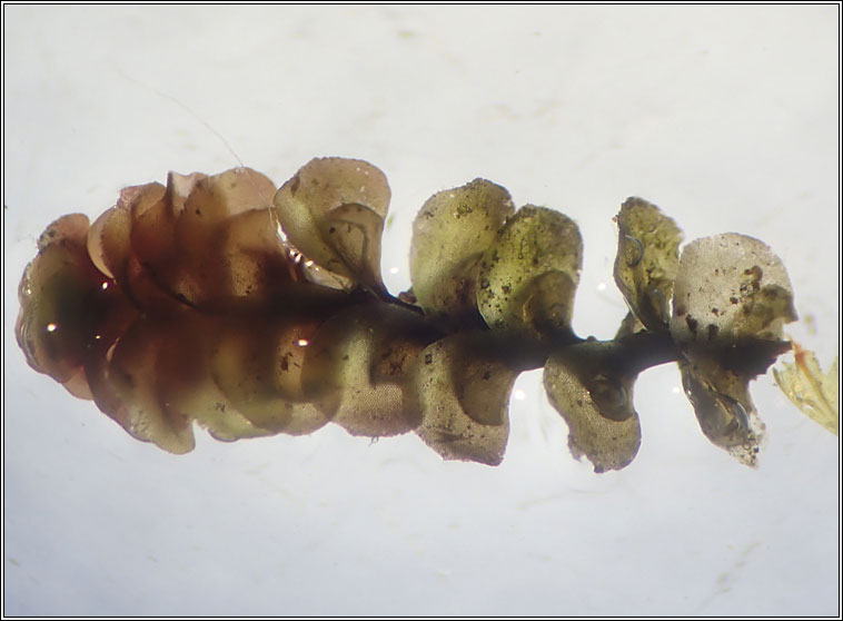 Scapania undulata, Water Earwort