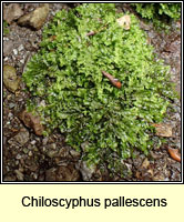 Chiloscyphus pallescens, Pale Liverwort