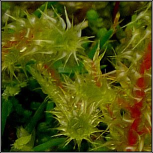 Rhytidiadelphus squarrosus, Springy turf-moss