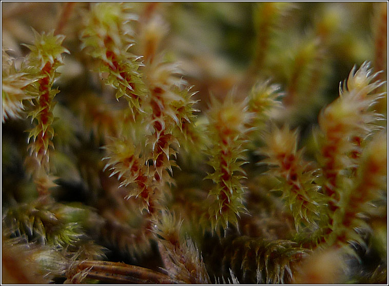 Hedwigia stellata, Starry Hoar-moss