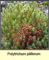 Polytrichum piliferum, Bristly Haircap