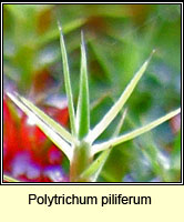Polytrichum piliferum, Bristly Haircap