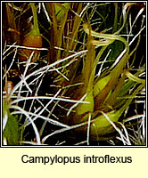 Campylopus introflexus, Heath Star-moss