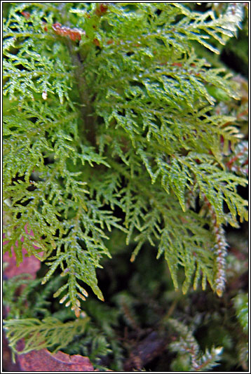 Irish moss and liverworts - Common Tamarisk-moss, Thuidium tamariscinum