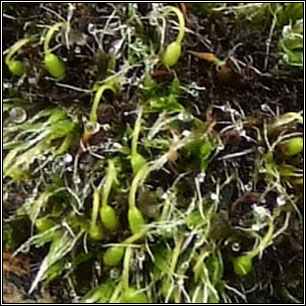 Grimmia pulvinata, Grey-cushioned Grimmia