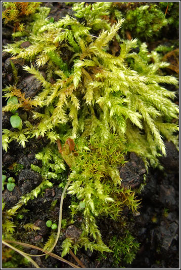 Irish moss and liverworts - Brachythecium sp