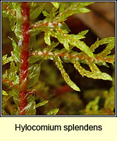 Hylocomium splendens, Glittering Wood-moss