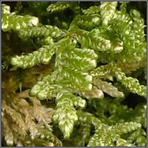 Hypnum jutlandicum, Heath Plait-moss
