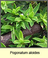 Pogonatum aloides, Aloe Haircap