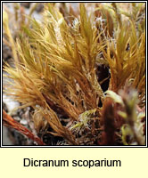 Dicranum scoparium, Broom Fork-moss