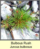 bulbous rush