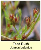 toad rush