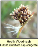 woodrush,heath ssp congesta