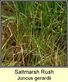 saltmarsh rush