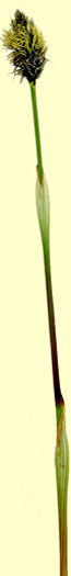 Hare's-tail Cottongrass, Eriophorum vaginatum
