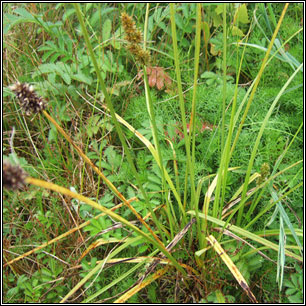 Carex otrubae