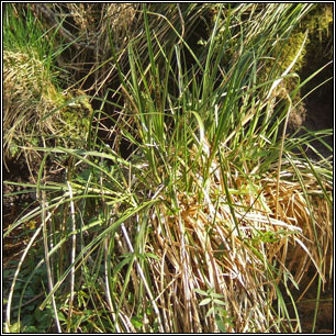Irish Sedges - Greater Tussock Sedge, Carex paniculata