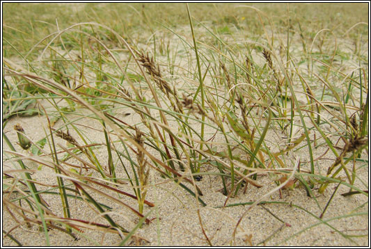 Irish Sedges - Sand Sedge, Carex arenaria