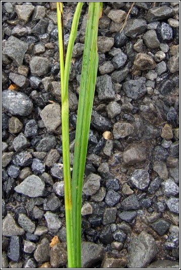 Broad-leaved Cotton-grass, Eriophorum latifolium