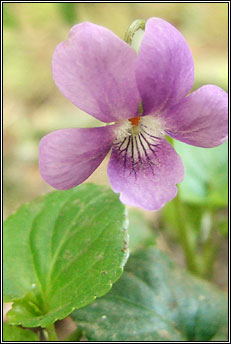 violet,common dog-violet (fanaigse)