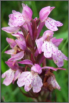 orchid,marsh, hybrid