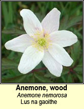 anemone,wood (lus na gaoithe)