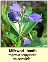 milkwort,heath (na deirfiúiríní)
