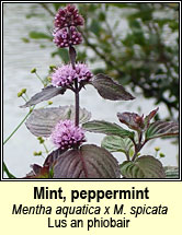 mint,peppermint (lus an phiobair)
