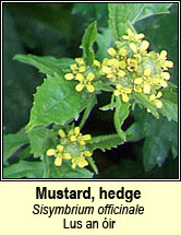 mustard,hedge (lus an ir)