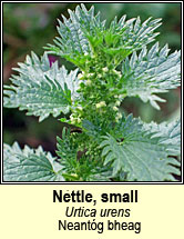 nettle,small (neantóg bheag)