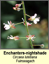 enchanters-nightshade  (fuinseagal)