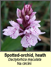 orchid,heath spotted (magairlín meidhreach)