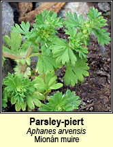 parsley-piert (mionán Muire)